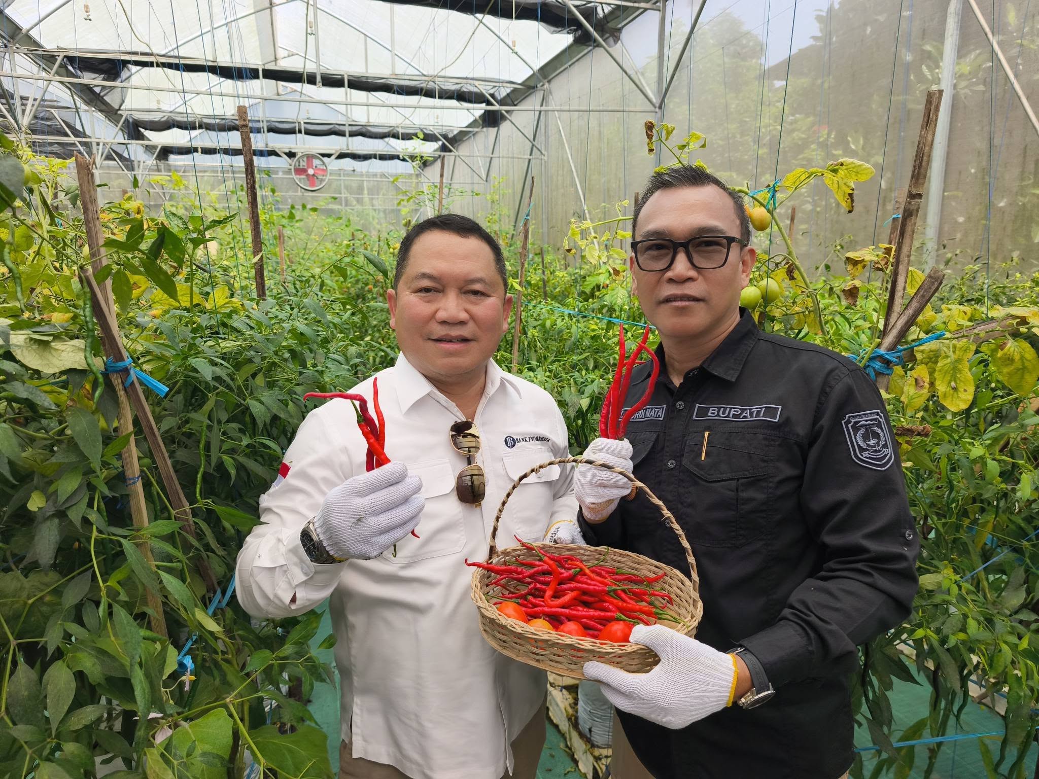 Bupati Kepahiang panen perdana cabai keriting hasil smart farming